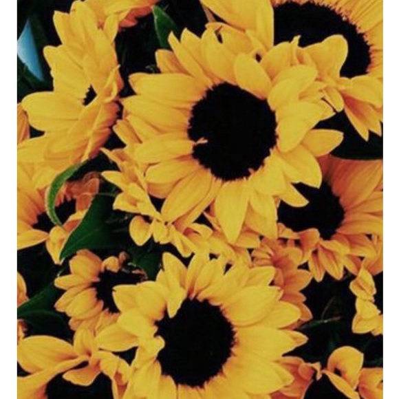 Meet your Posher, Nancy - Picture 4 of 4